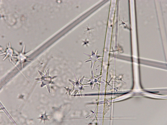Holotype, microscleres