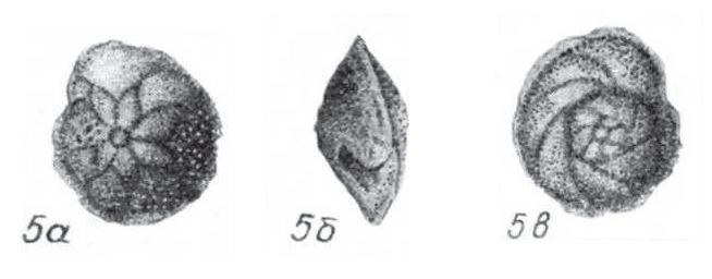 Asterigerina ambigua Kraeva, 1958