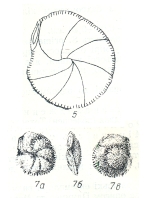 Siphonina kaptarenki Kraeva, 1956