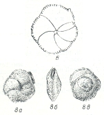 Siphonina praereticulata Kraeva, 1956
