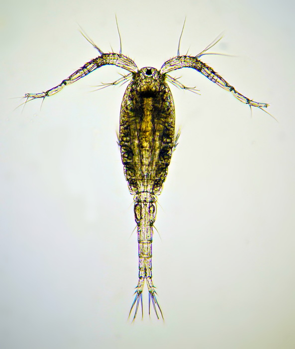 Thermocyclops taihokuensis male