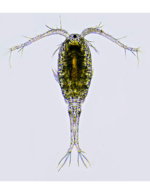 Thermocyclops taihokuensis female