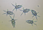 Sinodiaptomus sarsi nauplii N2-N3