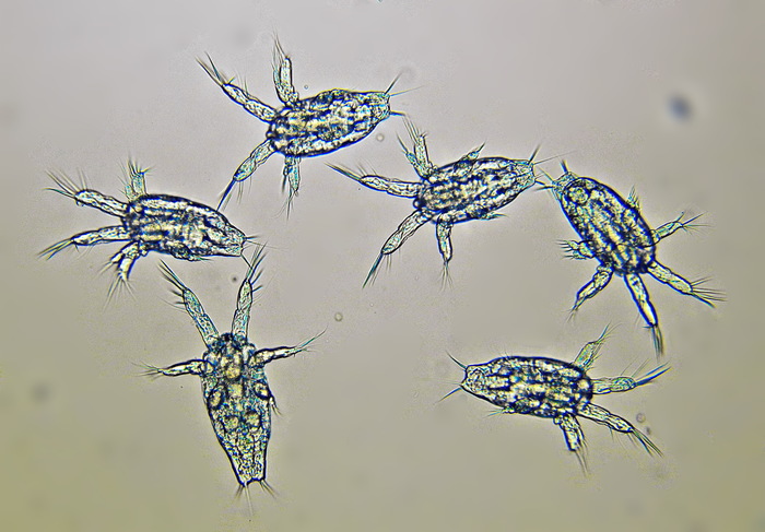 Sinodiaptomus sarsi nauplii N2-N3