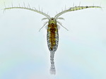 Sinodiaptomus sarsi male