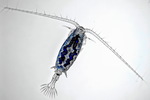 Sinodiaptomus sarsi female
