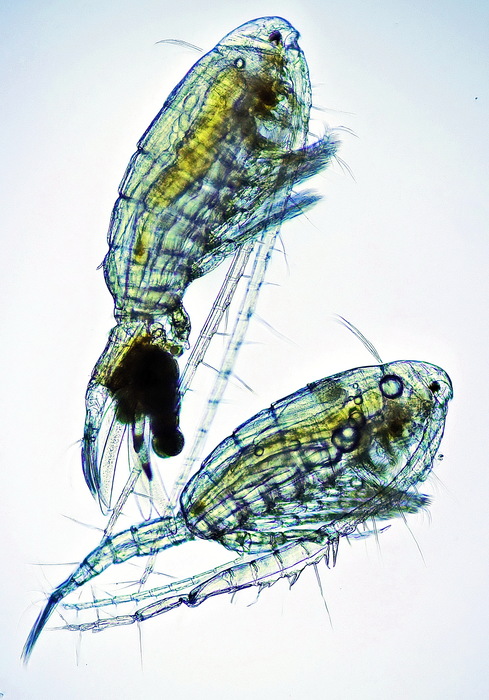 Sinodiaptomus sarsi female and male