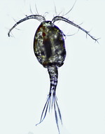 Macrocyclops albidus female