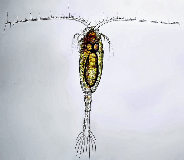 Limnocalanus macrurus female
