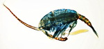 Gigantodiaptomus amblyodon male with spermatophore