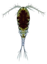 Cyclops vicinus female