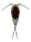 Cyclops vicinus female