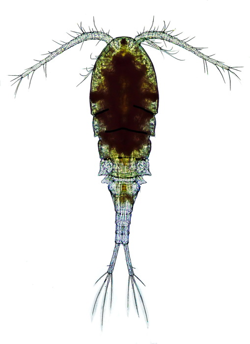 Cyclops vicinus female
