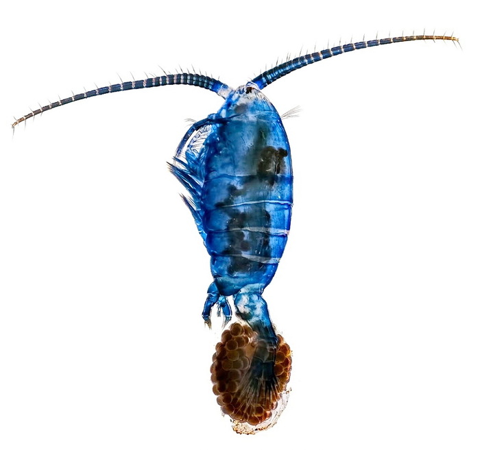 Gigantodiaptomus amblyodon female with egg sac