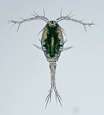 Thermocyclops oithonoides female