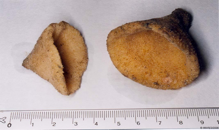 Axinella infundibuliformis (Linnaeus, 1759) Axinella infundibuliformis (Linnaeus, 1759)