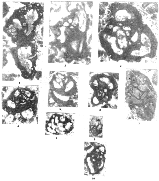 Ankaraella trochoidea Sirel, 1998
