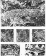 Neosivasella sungurlui Meriç & Çoruh, 1998