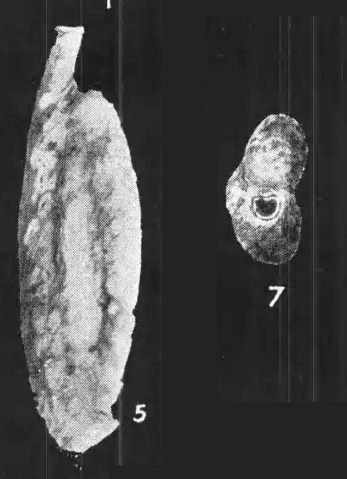 Quinqueloculina adelaidensis Howchin &amp; Parr, 1938