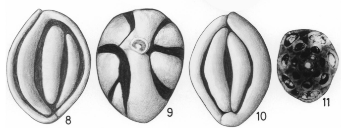 Septloculina rotunda El Nakhal, 1990