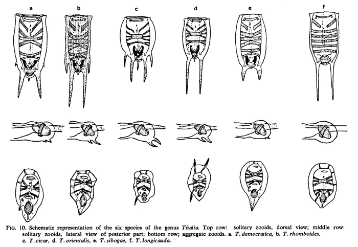 Overview of Thalia species