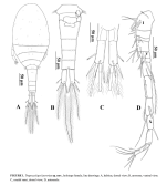 Tropocyclops laorsriae Koompoot & Phlai-Ngam, 2026  female