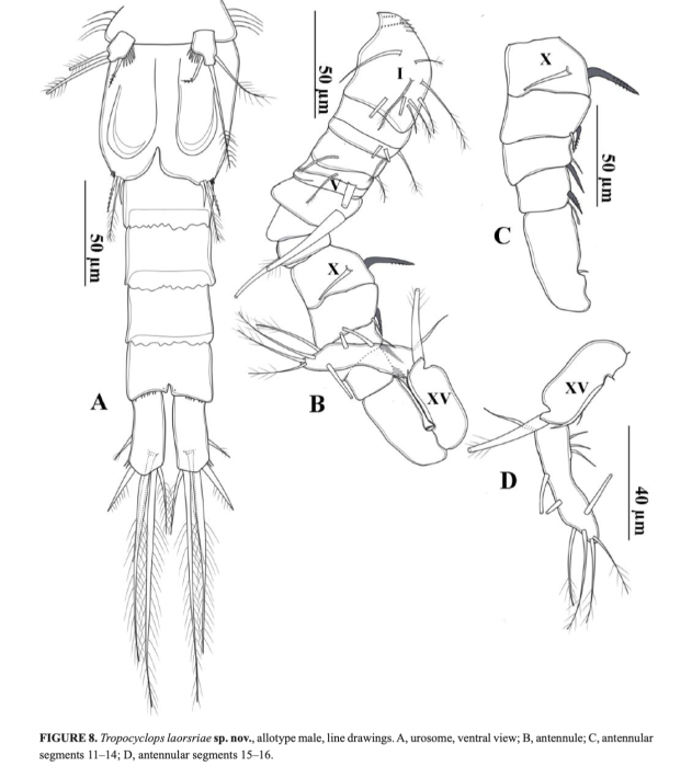 Tropocyclops laorsriae Koompoot &amp; Phlai-Ngam, 2026  male