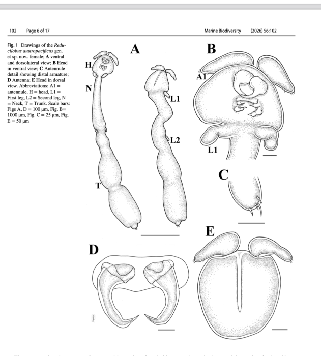 Reducilobus austropacificus female