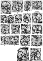 Pseudobiseriella menardensis Sheng & Brenckle, 2025