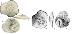 Rotaliammina chitinosa (Collins, 1958) illustrations of the holotype