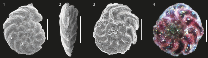 Rotaliammina fidicularis Brönnimann &amp; Zaninetti, 1984 from NE Brazilian coast. Scale = 50 μm. SOURCE: Disaró et al. (2022)