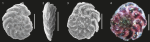 Rotaliammina fidicularis Brönnimann & Zaninetti, 1984 from NE Brazilian coast. Scale = 50 μm. SOURCE: Disaró et al. (2022)