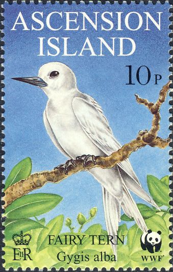 Gygis alba Gygis alba