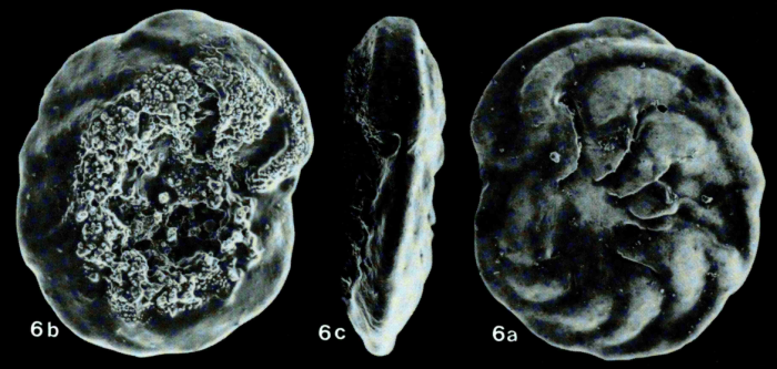 Coronatoplanulina okinawaensis Ujiié, 1990