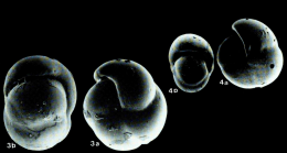 Pulleniella asymmetrica Ujiié, 1990