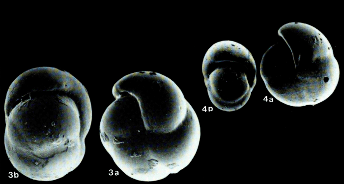 Pulleniella asymmetrica Ujiié, 1990