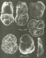 Quasicibicides anderseni Rosen, 1985