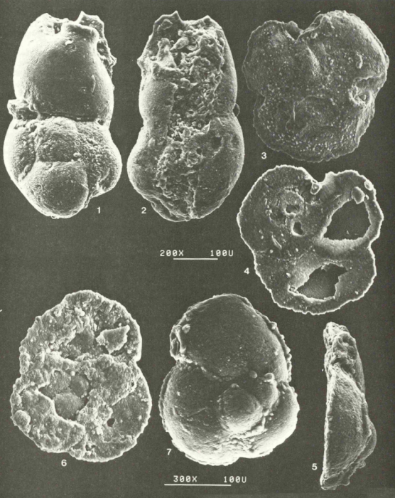 Quasicibicides anderseni Rosen, 1985