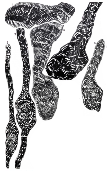 Neomurciella butterlini Fleury &amp; Fourcade, 1987