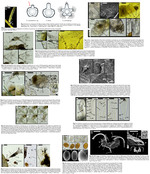 Collotheca monastica