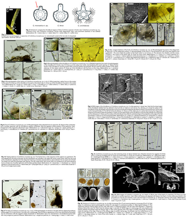 Collotheca monastica