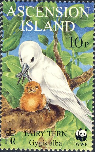 Gygis alba Gygis alba