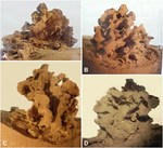 Fluxaphilia mollis Gooday, Ishitani, Chen, Richirt, Seike, Yamashita, Tsuchiya & Nomaki, 2026