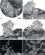 Fluxaphilia mollis Gooday, Ishitani, Chen, Richirt, Seike, Yamashita, Tsuchiya & Nomaki, 2026