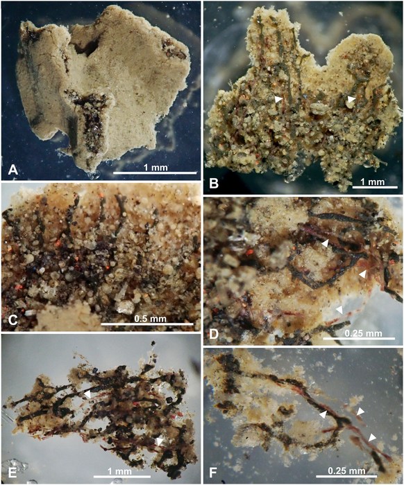 Fluxaphilia mollis Gooday, Ishitani, Chen, Richirt, Seike, Yamashita, Tsuchiya &amp; Nomaki, 2026