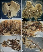 Fluxaphilia mollis Gooday, Ishitani, Chen, Richirt, Seike, Yamashita, Tsuchiya & Nomaki, 2026