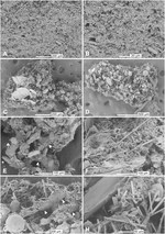 Fluxaphilia mollis Gooday, Ishitani, Chen, Richirt, Seike, Yamashita, Tsuchiya & Nomaki, 2026
