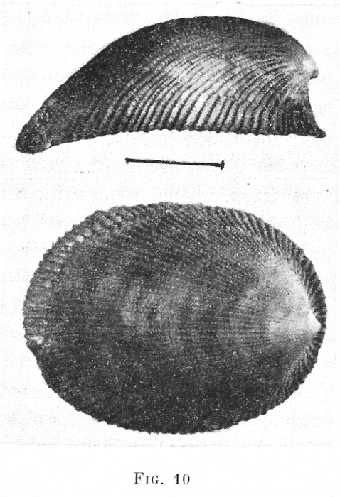Patella galathea Lamarck, 1819