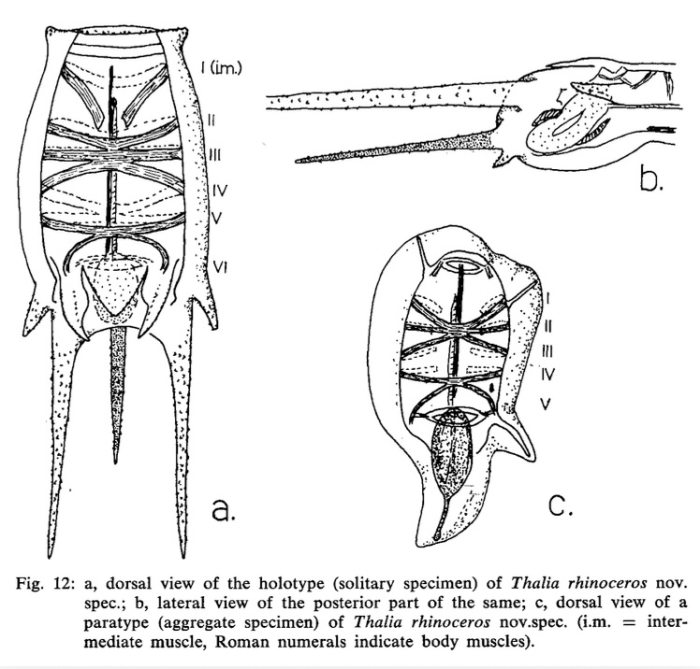 Thalia rhinoceros