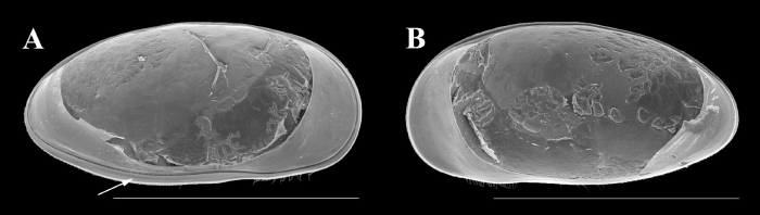 Holotype of Cypricercus tiao Almeida, Ferreira, Higuti &amp; Martens, 2021 from original paper